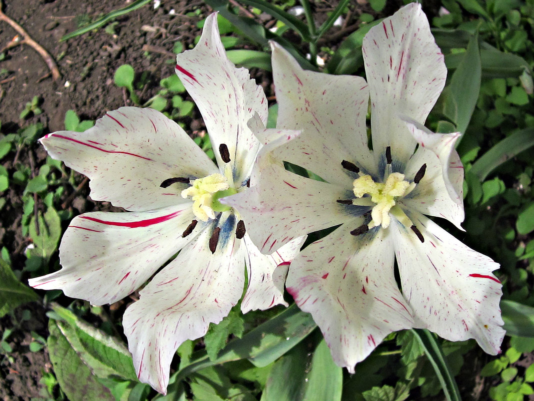 белые тюльпаны - Надежда 