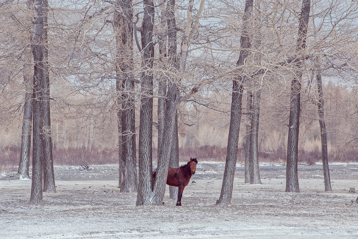 Одинокая лошадь - Оксана Арискина