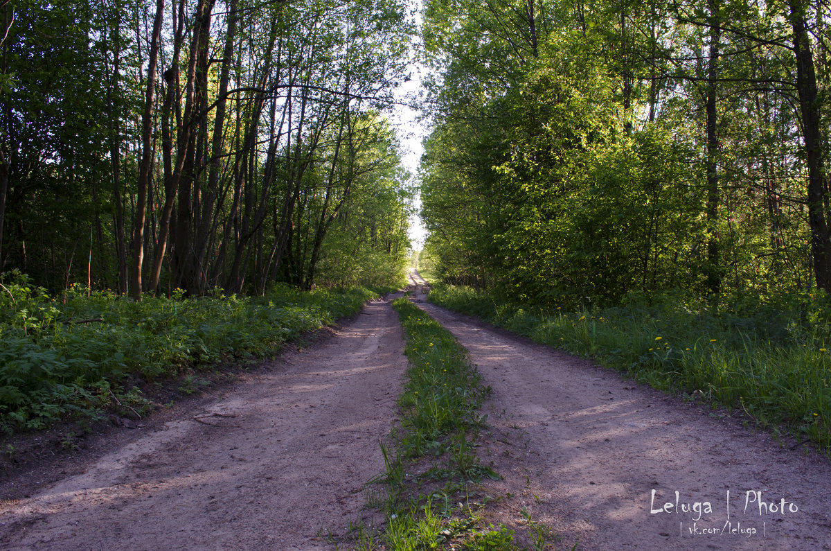 Грунтовая дорога через лес - Slava Leluga 