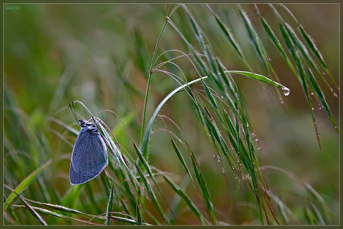 Синяя бабочка на зелёной траве - Александр 