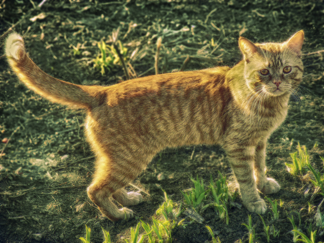 кот Рыжий - павел бритшев 