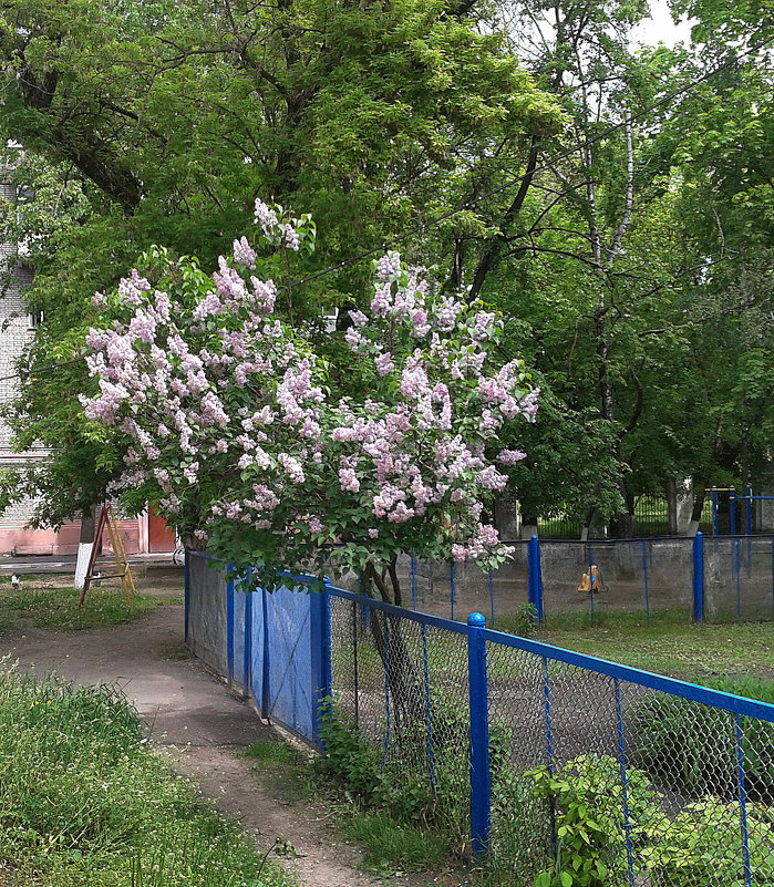 *** - Валентина Береснева