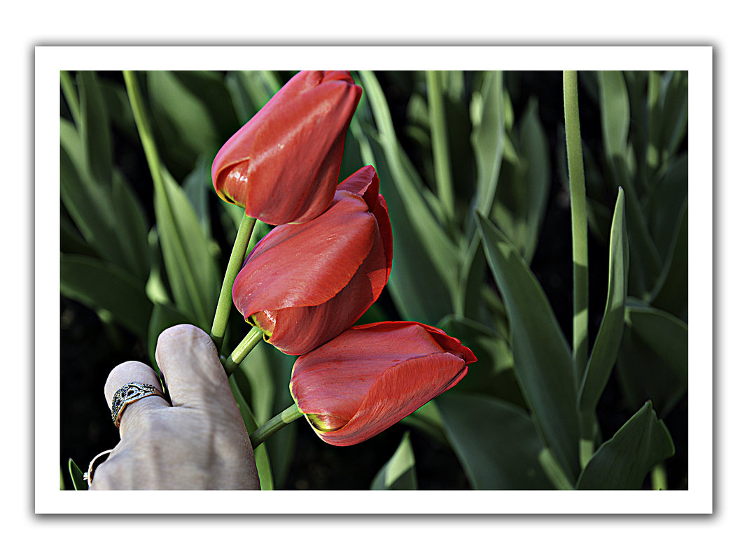 Букет из тюльпанов в виде открытки - Наталия П
