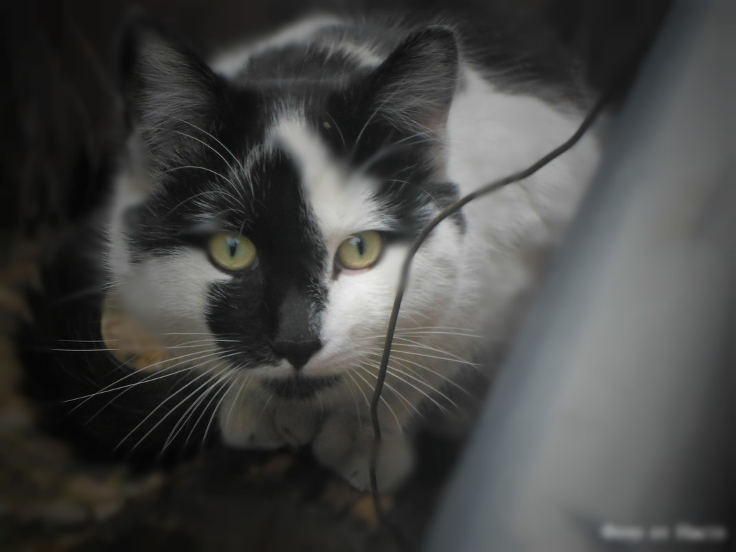 Чёрно-белый кот - Настя Перфильева