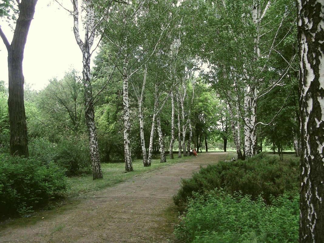 Березки в саду - анатолий томас 