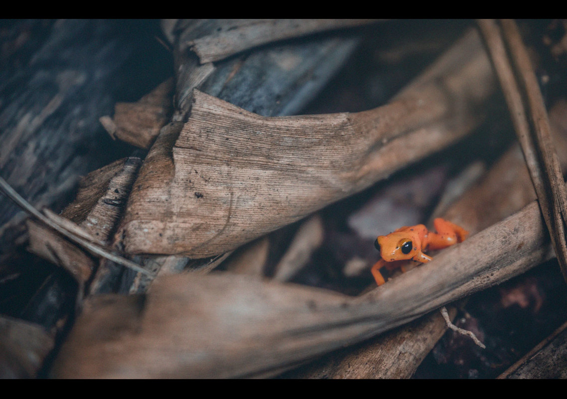 "Гиганто...".Золотая мантелла ( Mantella aurantiaca) — вид небольших по величине лягушек. - Александр Вивчарик