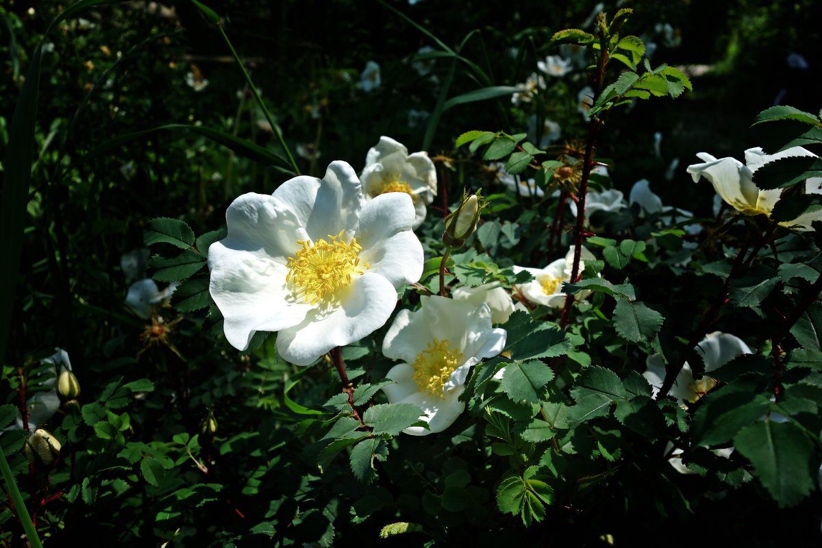 "Белый шиповник, дикий шиповник, краше садовых роз..." - Galina Dzubina