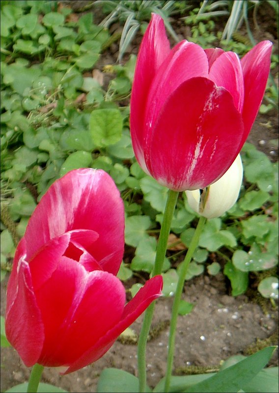 Тюльпаны, которых уже нет... - Нина Корешкова
