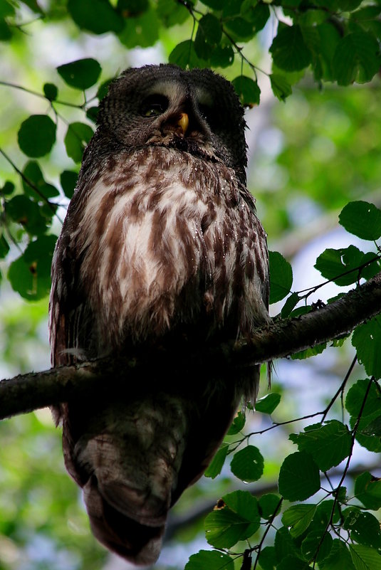 Strix nebulosa - Андрей Соловьёв