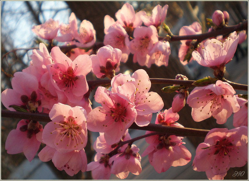 Розовые лепестки цветов персика... - Эля Юрасова