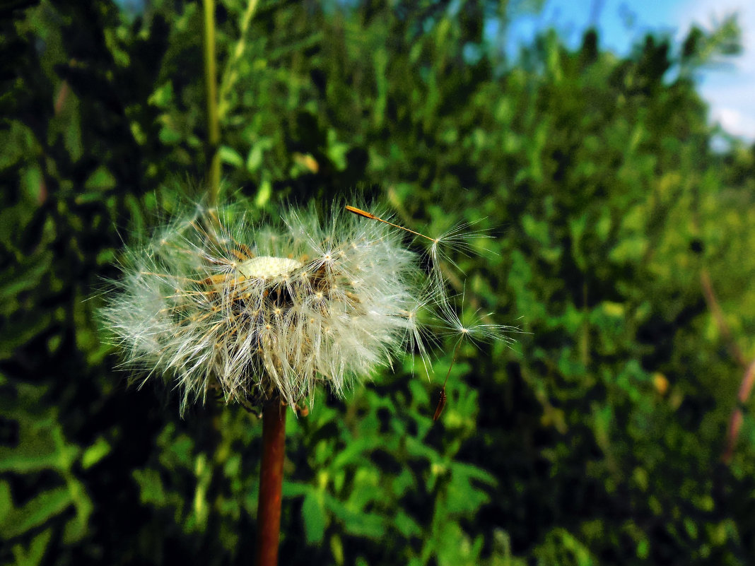 Dandelion - Марья Шубина