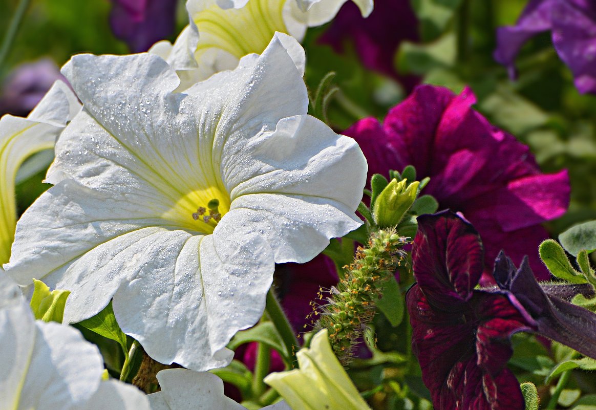 White flower - Петр Заровнев