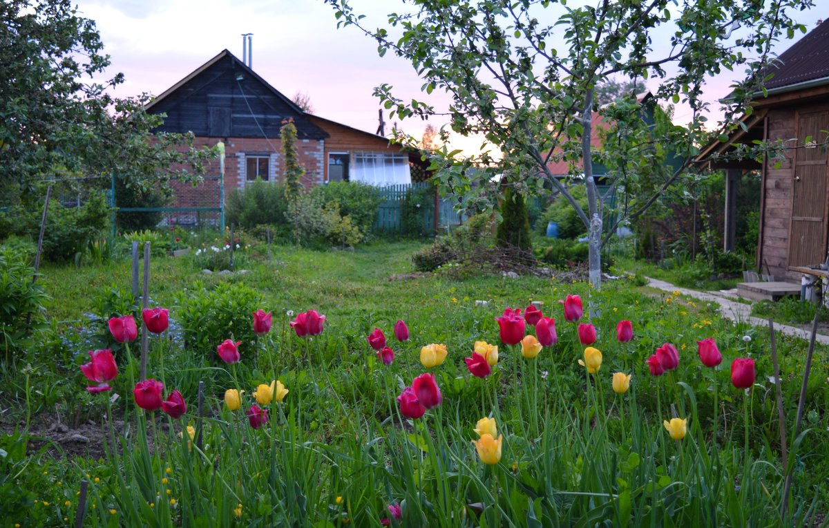 Тюльпаны на закате - Ольга 