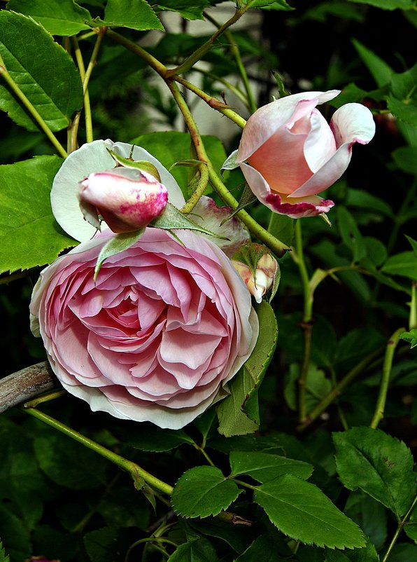 Средь связки роз, весной омытой, прекрасней чайной розы нет - Александр Корчемный