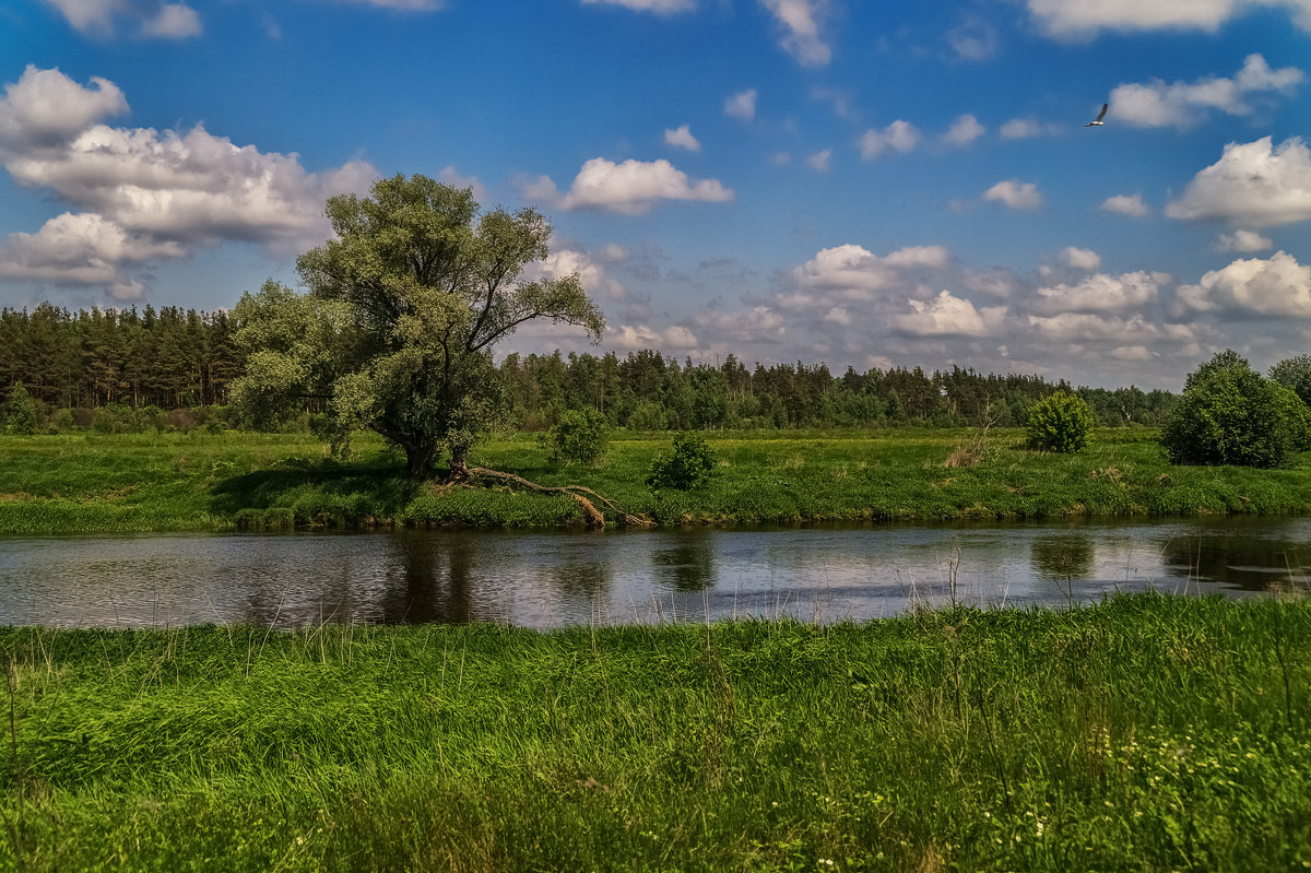 Течёт река Клязьма - Андрей Дворников