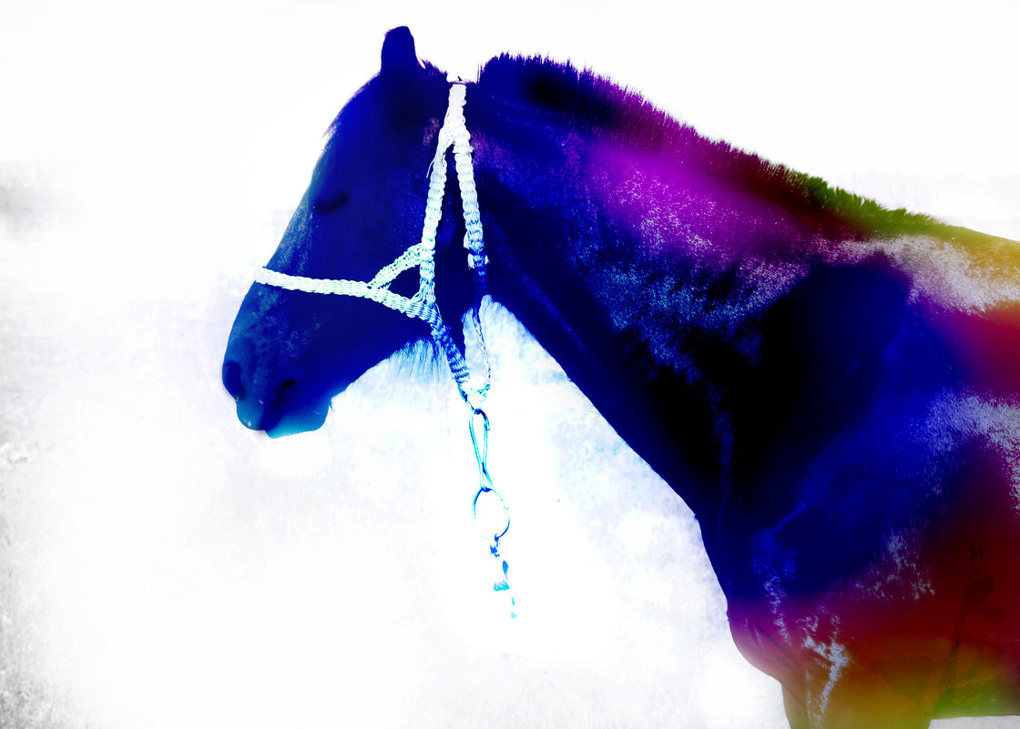 Лошадь - Арина 