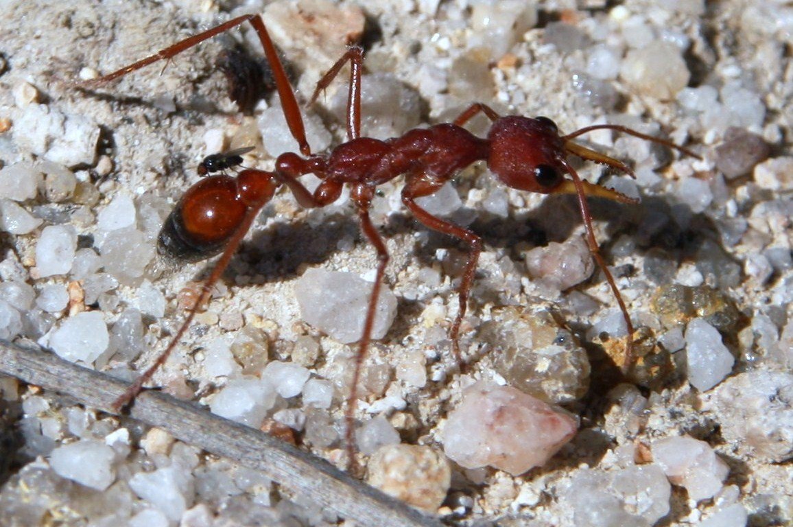 Красный муравей-бульдог (Myrmecia gulosa) и муха. - Антонина 