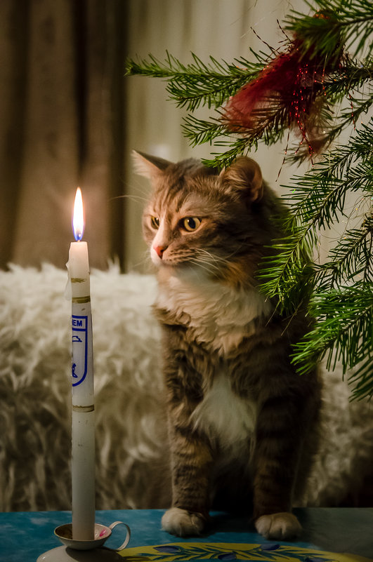 Кот рождественский - andrey 