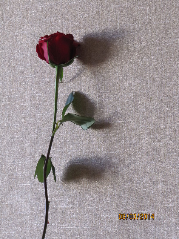 роза и ее тень - Polina Pavliuk