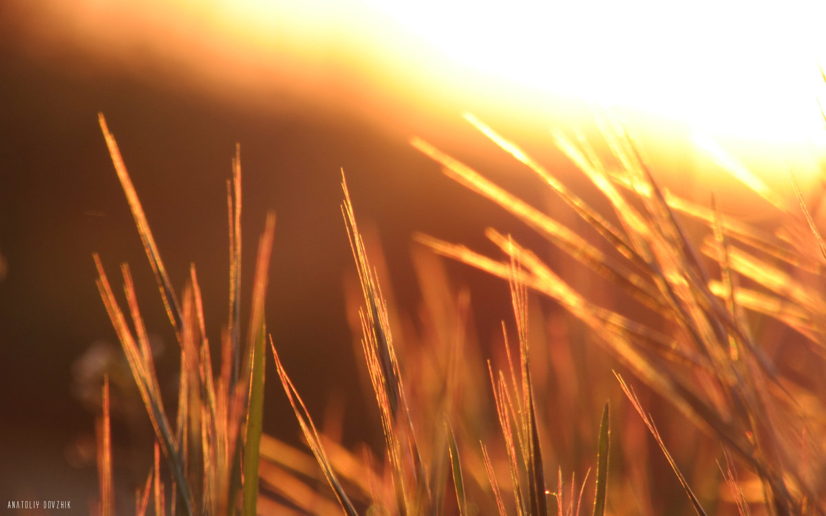 Трава на фоне солнца - Anatoly Dovzhik