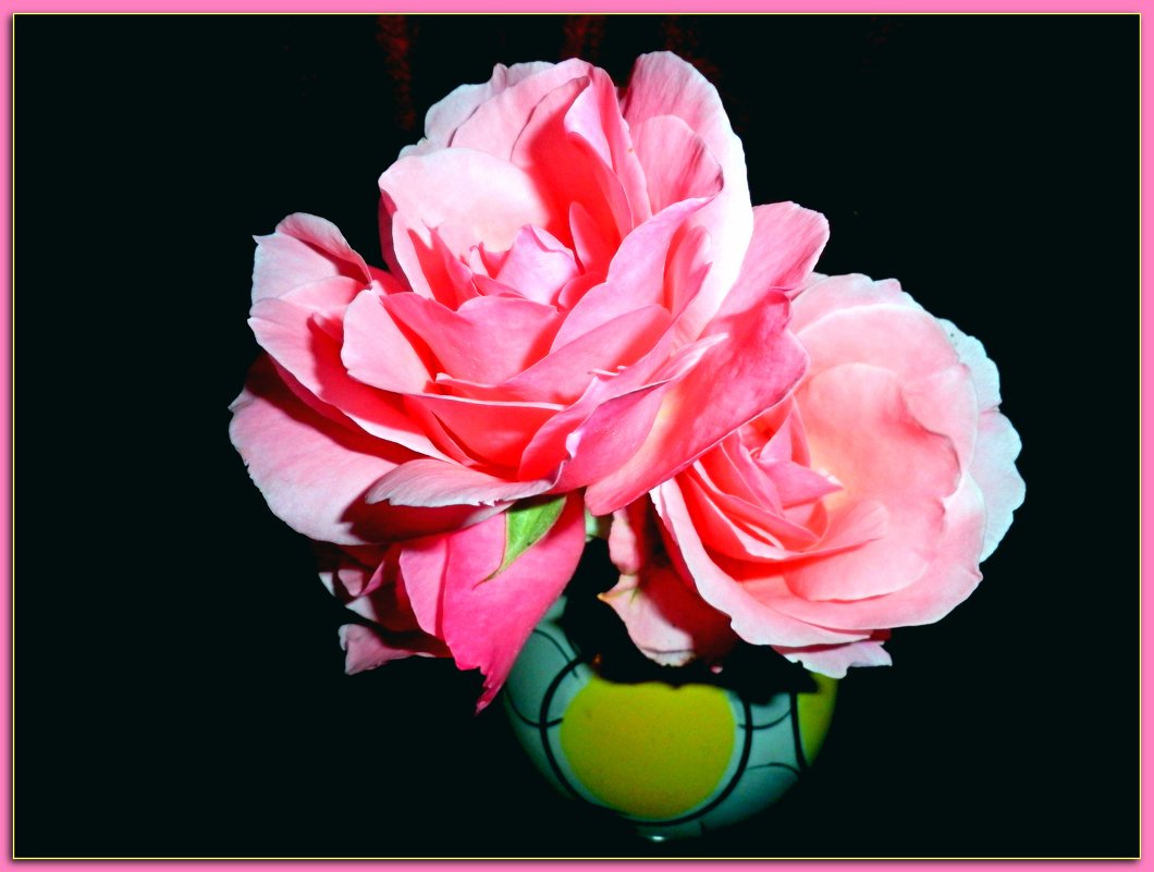 розовые розы - Люша 
