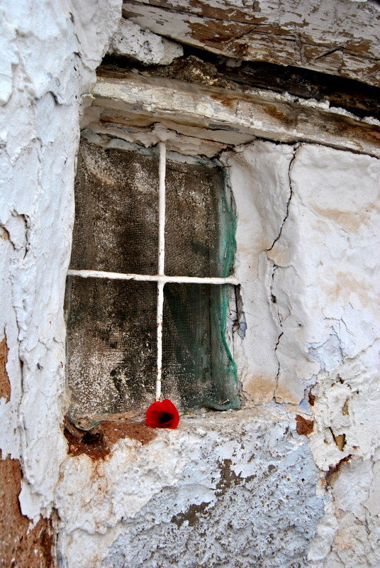 Staroe okno s krasnim makom - Daiga Megne 