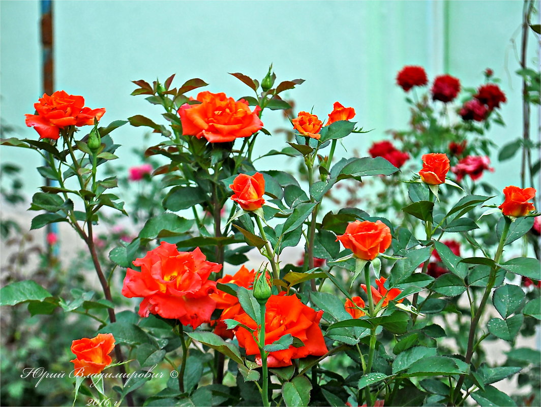 розы в саду... - Юрий Владимирович