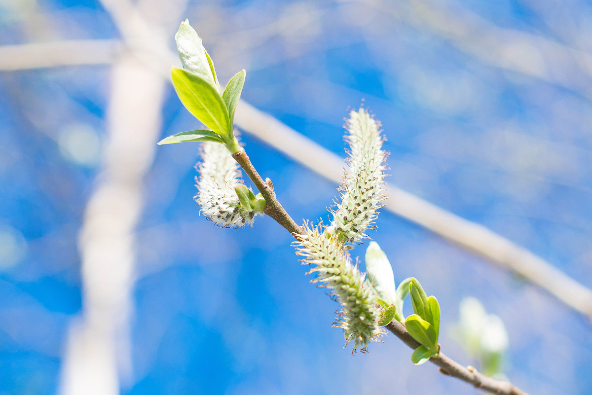 Весна на Ямале - marussia 