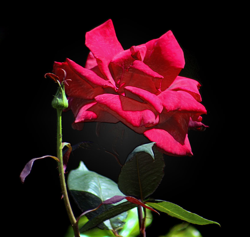 Роза красная - Alexander Andronik