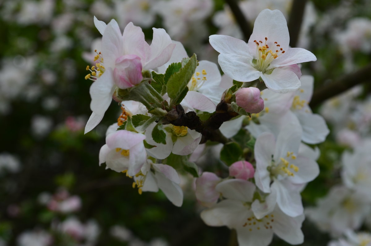 Цветение яблони - Екатерина 