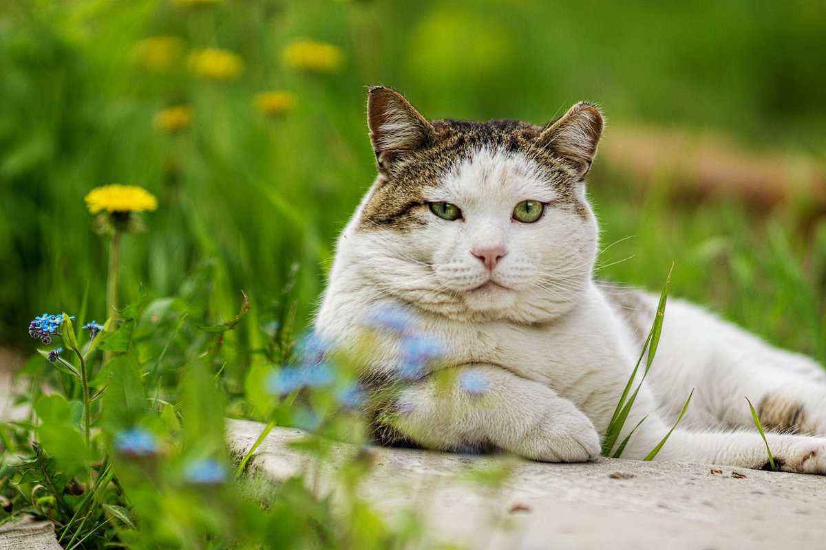 *** - Евгений Косин