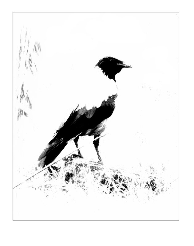 ворона в чёрно - белом - Николай Староверов