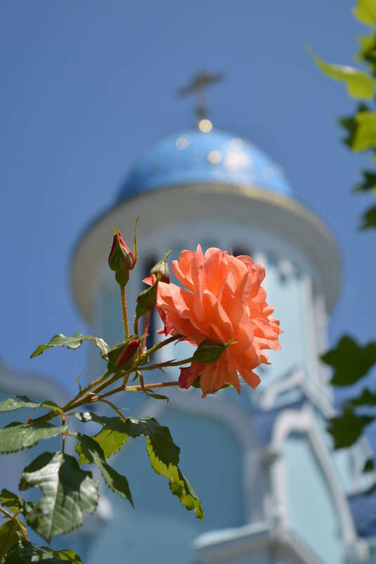 Розы у храма - Николай 