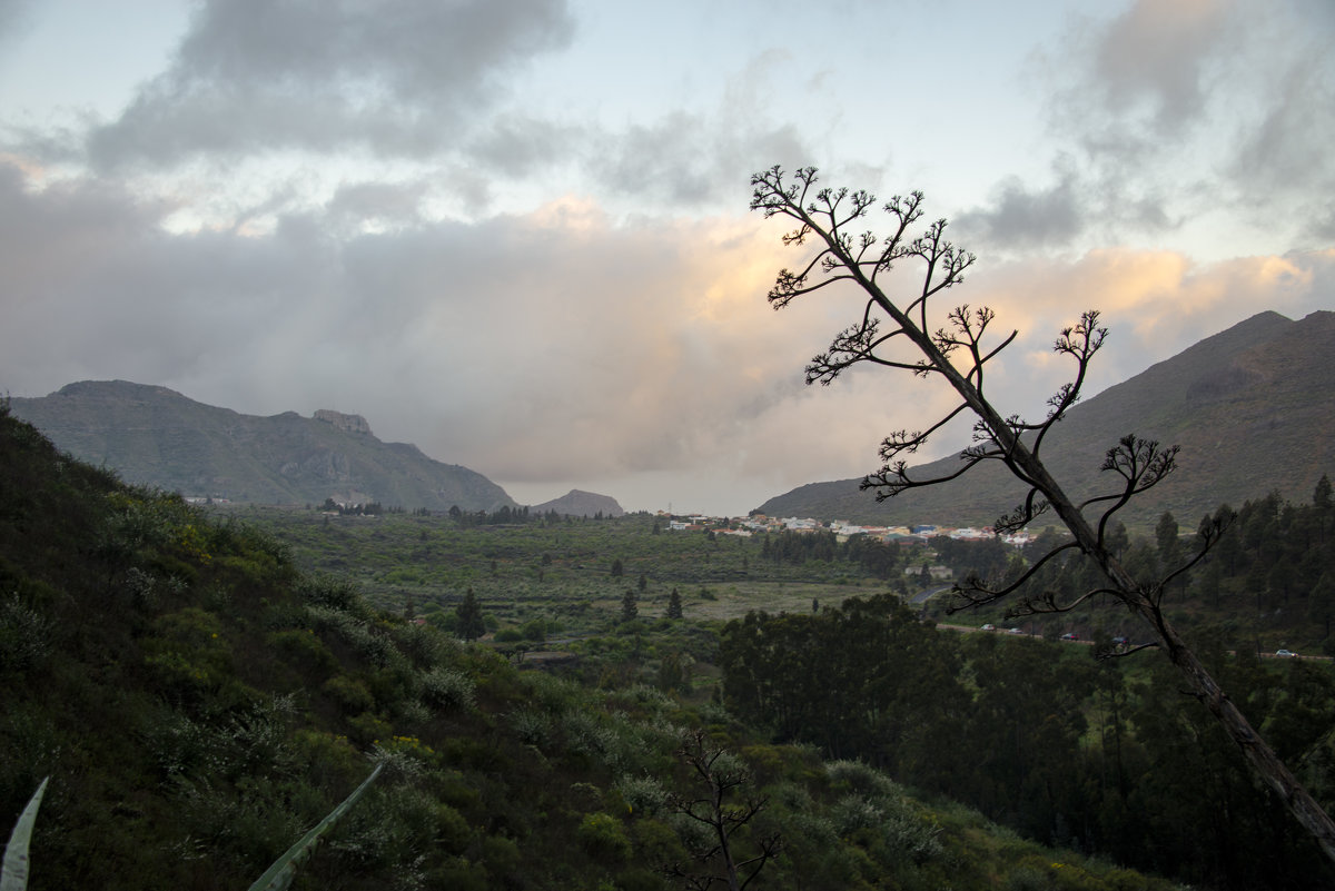 Необычное дерево ну и конечно горный пейзаж Тенерифе - Виктор М
