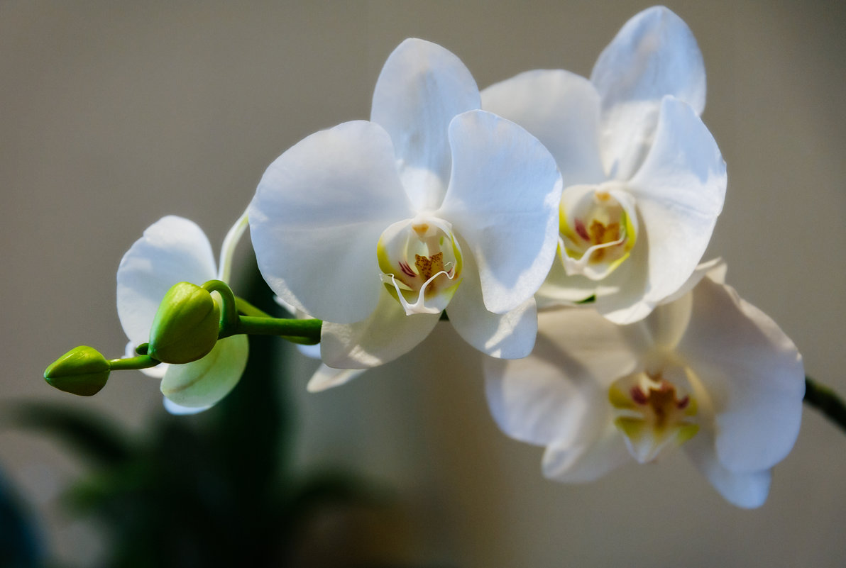 Белая орхидея - Игорь Лариков