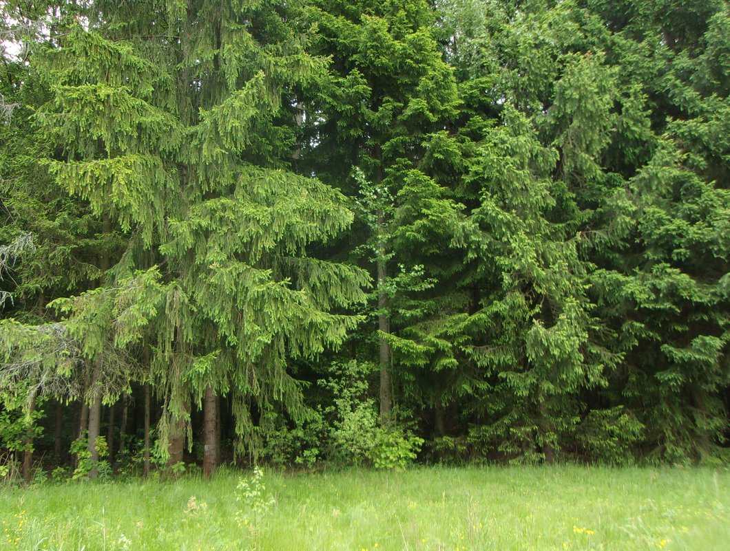 лес - елена 