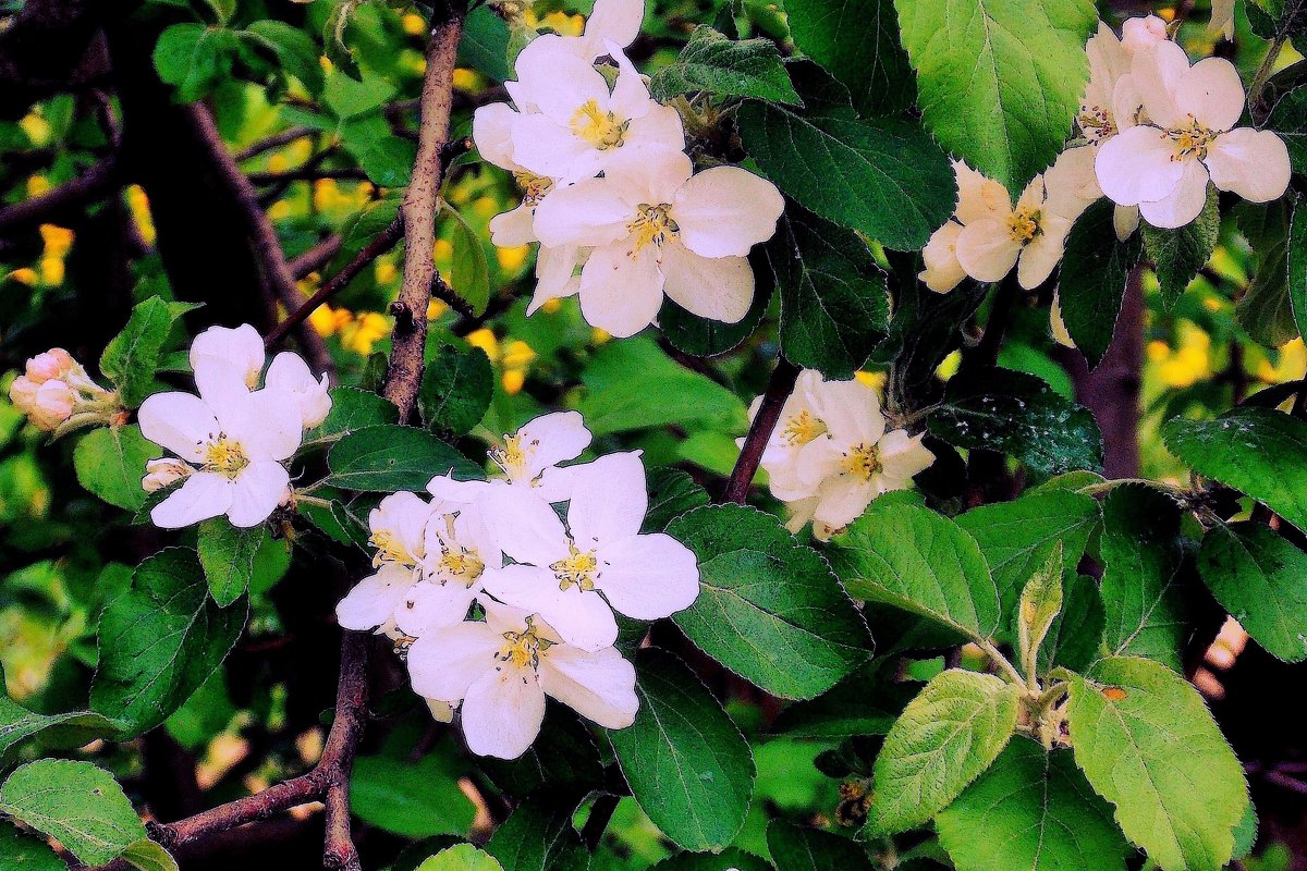 Цветы яблони в тени - Фотогруппа Весна