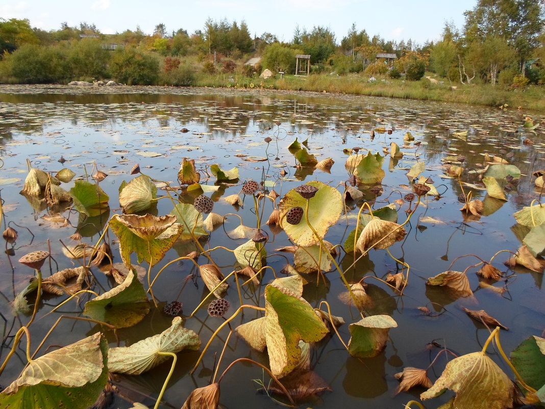 Озеро лотосов.Осень - rose0503 