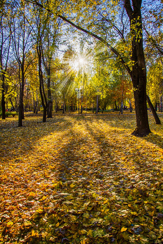 Осень в парке - Юрий Шапошник
