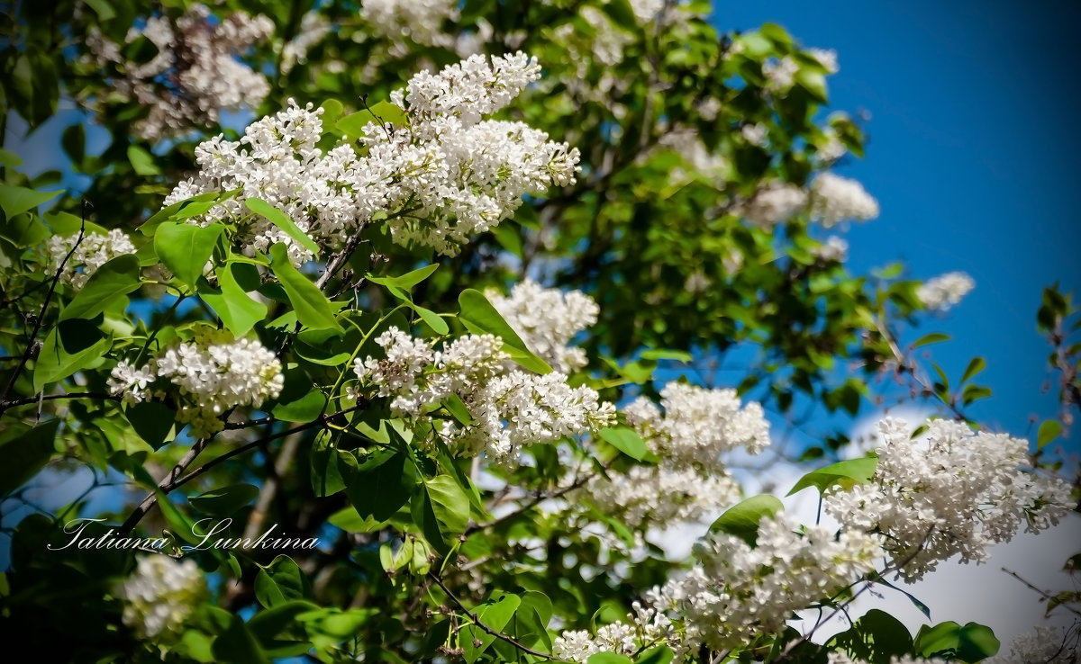 Lilac white - Tatiana 