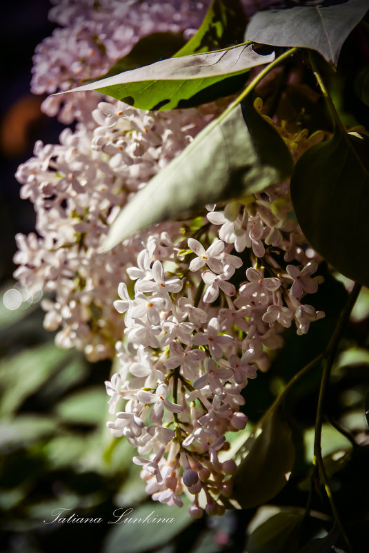 Lilac white - Tatiana Lun