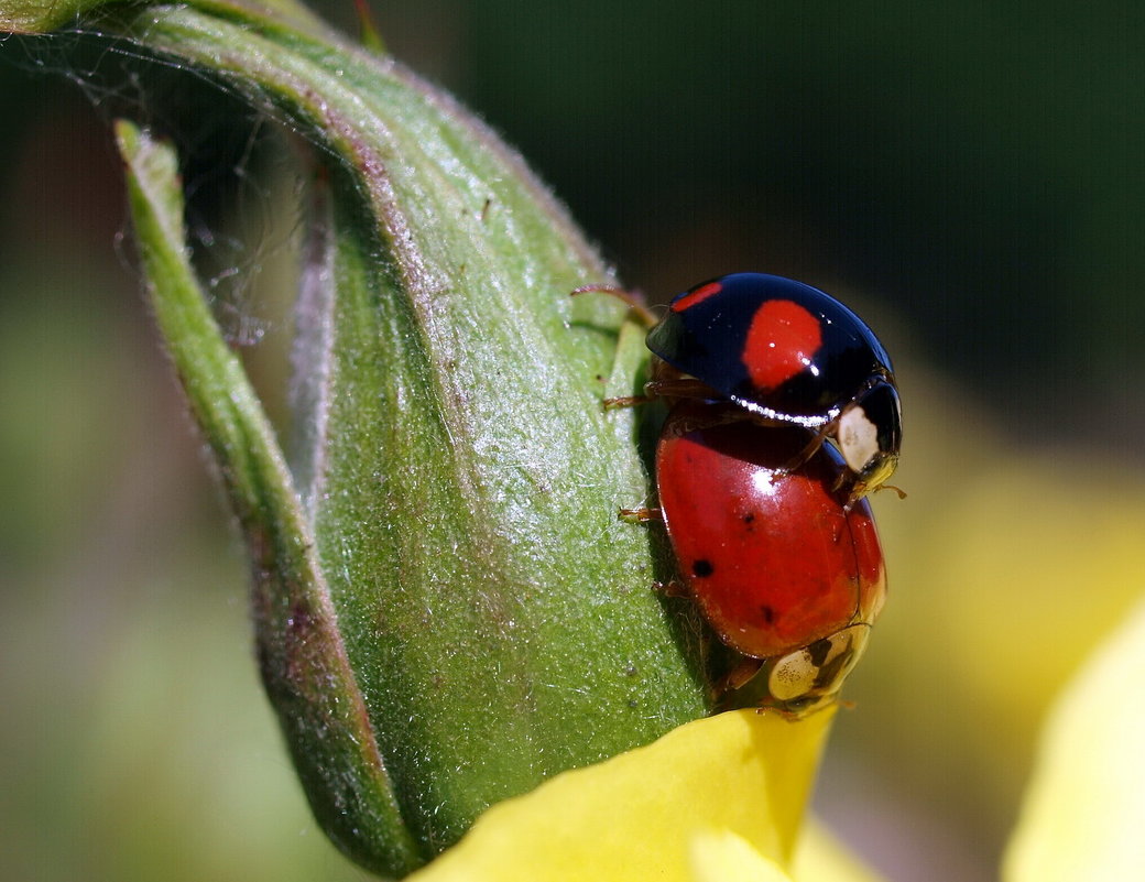 Ladybirds in love - Олег Шендерюк