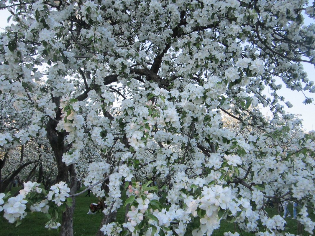 Цветение яблонь в Коломенском - Аlexandr Guru-Zhurzh