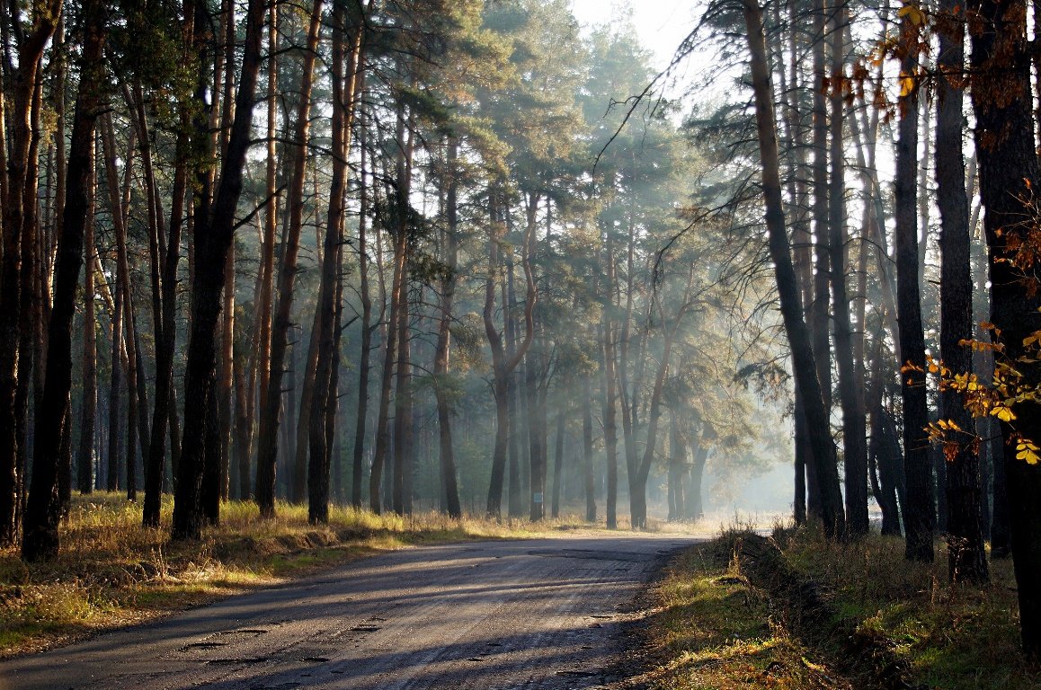 В лес заглянуло Солнце - Дарья Фисун