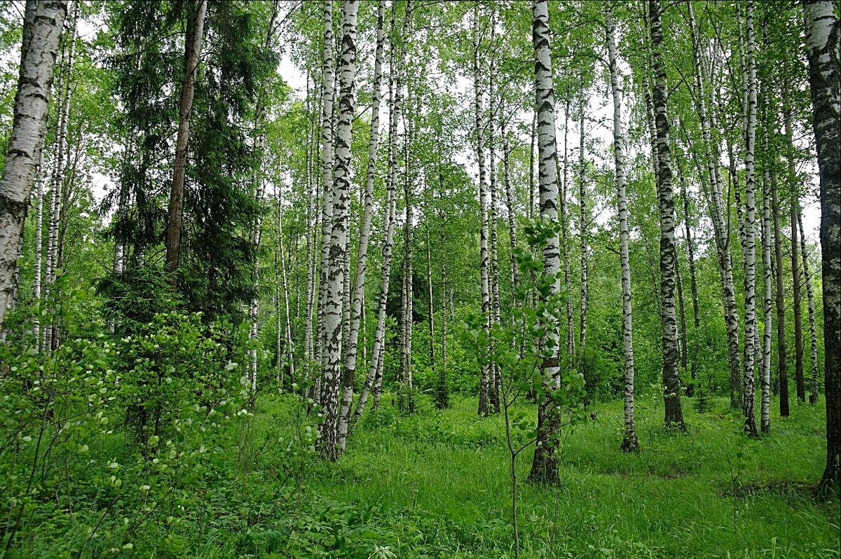 лес возле станции в тверской области - megaden774 
