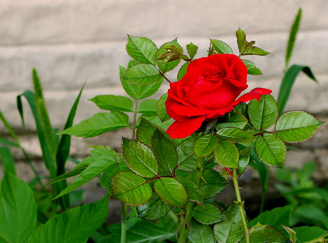 Бутон прекрасный расцветал и превращался в чудо розу. - Валентина ツ ღ✿ღ