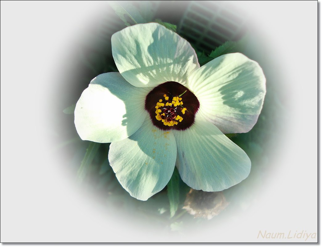 Свет цветка - Лидия (naum.lidiya)