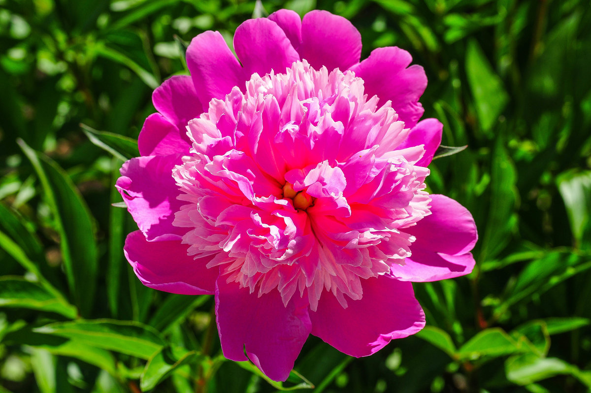 Цветок розового пиона - Сергей Тагиров