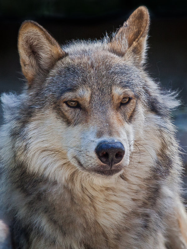 Волк серый - Владимир Габов