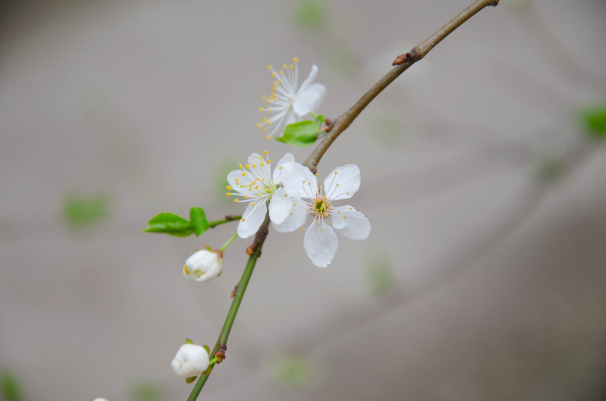 Нежный цветочек алычи - Светлана Щербак